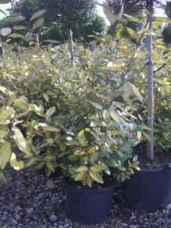Olijfwilg (Elaeagnus Ebbingei 'Elaeador') -Tuinplanten Winkel 20101213144550 4