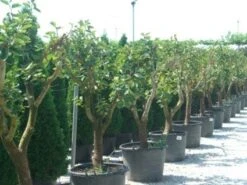 Kaki (Diospyros Kaki) -Tuinplanten Winkel 20101213150225 8