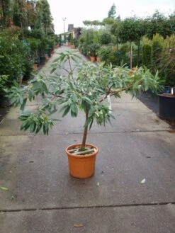 Papierstruik (Edgeworthia Chrysantha) -Tuinplanten Winkel 20101213150651 3