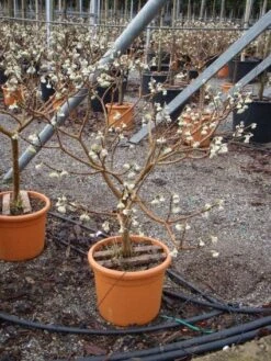 Papierstruik (Edgeworthia Chrysantha) -Tuinplanten Winkel 20101213150658 3