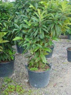 Japanse Mispel (Eriobotrya Japonica) -Tuinplanten Winkel 20101213154503 7