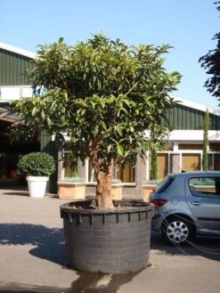 Japanse Mispel (Eriobotrya Japonica) -Tuinplanten Winkel 20101213154517 7