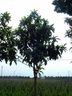 Japanse Mispel Als Boom (Eriobotrya Japonica) -Tuinplanten Winkel 20101213155422 6