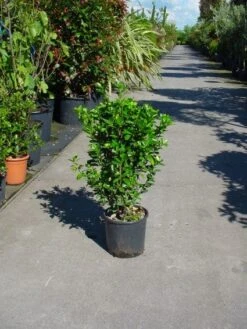 Kardinaalsmuts (Euonymus Japonicus) -Tuinplanten Winkel 20101213161935 7