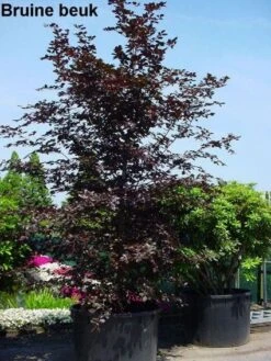 Rode Beukenboom (Fagus Sylvatica 'Atropunicea' ) 11 Rode Beukenboom (Fagus Sylvatica 'Atropunicea' ) -Tuinplanten Winkel 20101213165155 18