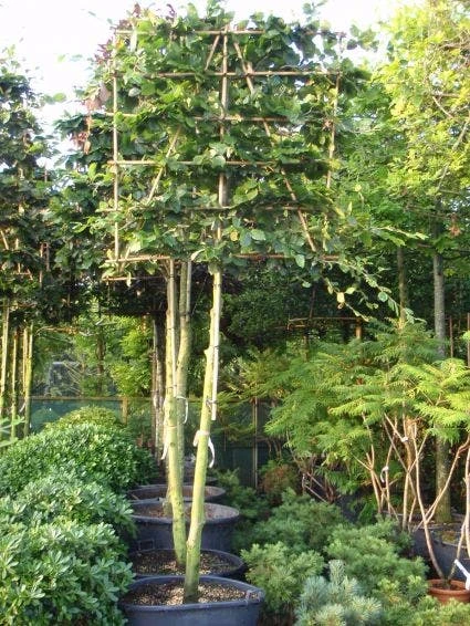 Groene Beuk Als Leiboom (Fagus Sylvatica) 4 Groene Beuk Als Leiboom (Fagus Sylvatica) - Afbeelding 2