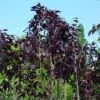 Rode Treurbeuk (Fagus Sylvatica 'Purple Fountain') 2 Rode Treurbeuk (Fagus Sylvatica 'Purple Fountain') -Tuinplanten Winkel 20101213171958 11
