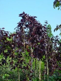 Rode Treurbeuk (Fagus Sylvatica 'Purple Fountain')