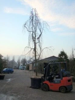 Treurbeuk (Fagus Sylvatica 'Pendula') -Tuinplanten Winkel 20101213172403 14