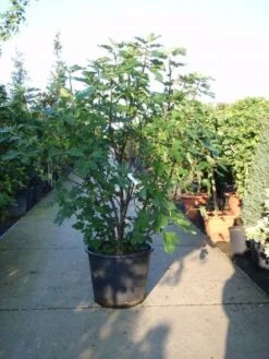 Vijg (Ficus Carica) 12 Vijg (Ficus Carica) -Tuinplanten Winkel 20101215105457 10