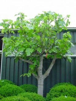 Vijg Als Solitair (Ficus Carica) -Tuinplanten Winkel 20101215111658 7