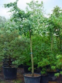 Japanse Notenboom (Ginkgo Biloba 'Horizontalis')