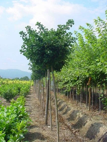 Japanse Notenboom (Ginkgo Biloba 'Mariken') 3 Japanse Notenboom (Ginkgo Biloba 'Mariken')