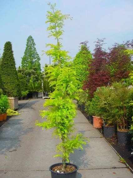 Geelbladige Christusdoorn Als Struik (Gleditsia Triacanthos 'Sunburst') 4 Geelbladige Christusdoorn Als Struik (Gleditsia Triacanthos 'Sunburst') - Afbeelding 2