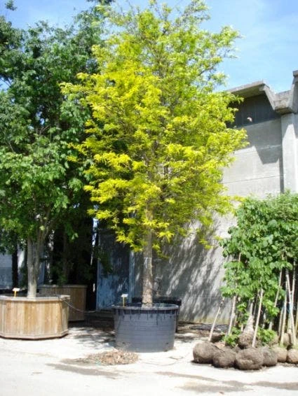 Geelbladige Christusdoorn (Gleditsia Triacanthos 'Sunburst') 8 Geelbladige Christusdoorn (Gleditsia Triacanthos 'Sunburst') - Afbeelding 6