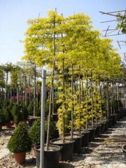 Valse Christusdoorn Als Leiboom (Gleditsia Triacanthos 'Sunburst') 8 Valse Christusdoorn Als Leiboom (Gleditsia Triacanthos 'Sunburst') -Tuinplanten Winkel 20101215122235 2