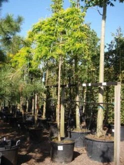 Valse Christusdoorn Als Leiboom (Gleditsia Triacanthos 'Sunburst') 9 Valse Christusdoorn Als Leiboom (Gleditsia Triacanthos 'Sunburst') -Tuinplanten Winkel 20101215122249 2