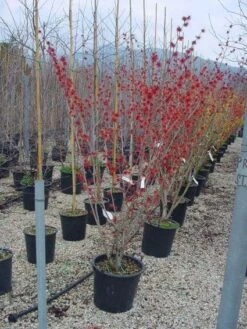 Toverhazelaar (Hamamelis Intermedia 'Diane') -Tuinplanten Winkel 20101215122825 45 9