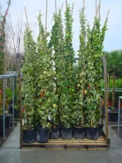 Kaukasische Klimop (Hedera Colchica 'Sulphur Heart') -Tuinplanten Winkel 20101215123643 7