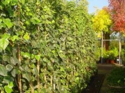 Algerijnse Klimop (Hedera Algeriensis 'Gloire De Marengo') -Tuinplanten Winkel 20101215123927 7