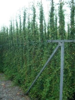 Kleinbladige Klimop (Hedera Helix) -Tuinplanten Winkel 20101215124116 10