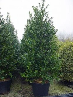 Gewone Hulst (Ilex Aquifolium) -Tuinplanten Winkel 20101215152933 12