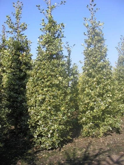 Hulst (Ilex Aquifolium 'Argentea Marginata') 7 Hulst (Ilex Aquifolium 'Argentea Marginata') - Afbeelding 5