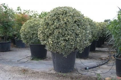 Bonte Hulst In Bolvorm (Ilex Aquifolium 'Argentea Marginata') 8 Bonte Hulst In Bolvorm (Ilex Aquifolium 'Argentea Marginata') - Afbeelding 6