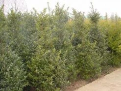 Blauwe Hulst (Ilex Meserveae 'Blue Prince') -Tuinplanten Winkel 20101215164749 10