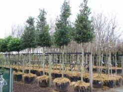 Hulst Als Boom (Ilex 'Nellie R. Stevens') -Tuinplanten Winkel 20101215170614 8