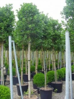 Hulst Als Boom (Ilex 'Nellie R. Stevens') -Tuinplanten Winkel 20101215170645 8