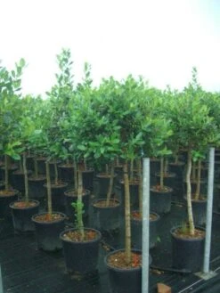 Hulst Op Stam (Ilex 'Nellie R Stevens') -Tuinplanten Winkel 20101215170902 1