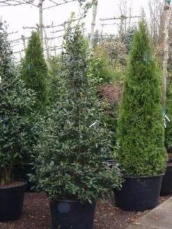 Amerikaanse Hulst (Ilex 'Nellie R Stevens') 9 Amerikaanse Hulst (Ilex 'Nellie R Stevens') -Tuinplanten Winkel 20101215171559 5