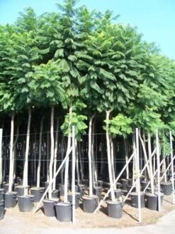 Jacaranda (Jacaranda Mimosifolia) -Tuinplanten Winkel 20101216113918 6