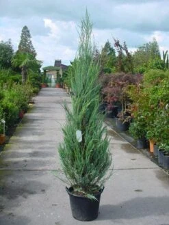 Jeneverbes (Juniperus Scopulorum 'Skyrocket') -Tuinplanten Winkel 20101216132150 6