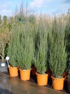Jeneverbes (Juniperus Scopulorum 'Skyrocket') -Tuinplanten Winkel 20101216132205 6