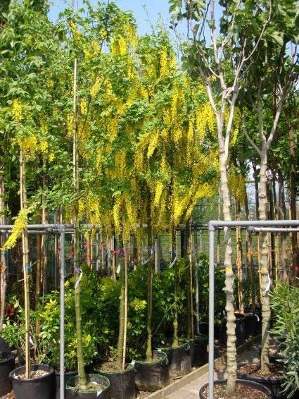 Gouden Regen Als Boom (Laburnum Watereri 'Vossii') 6 Gouden Regen Als Boom (Laburnum Watereri 'Vossii') - Afbeelding 4