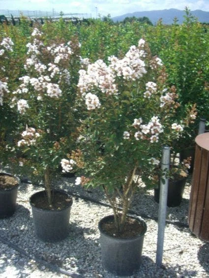 Lagerstroemia Wit (Lagerstroemia Indica) 4 Lagerstroemia Wit (Lagerstroemia Indica) - Afbeelding 2