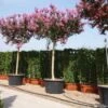 Roze Lagerstroemia Als Boom (Lagerstroemia Indica) -Tuinplanten Winkel 20101216134659 9