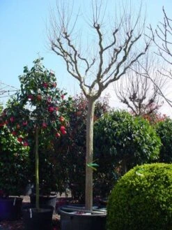 Roze Lagerstroemia Als Boom (Lagerstroemia Indica) -Tuinplanten Winkel 20101216134719 9