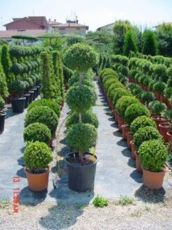 Liguster In Triobol (Ligustrum Delavayanum) -Tuinplanten Winkel 20101216162156 3