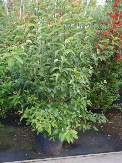 Liguster (Ligustrum Japonicum) 4 Liguster (Ligustrum Japonicum) - Afbeelding 2