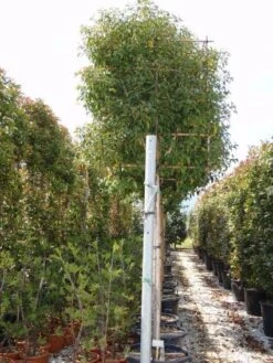 Liguster Als Leiboom (Ligustrum Japonicum) NU EXTRA VOORDELIG -Tuinplanten Winkel 20101216164254 5