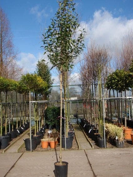 Liguster Als Boom (Ligustrum Japonicum) 4 Liguster Als Boom (Ligustrum Japonicum) - Afbeelding 2