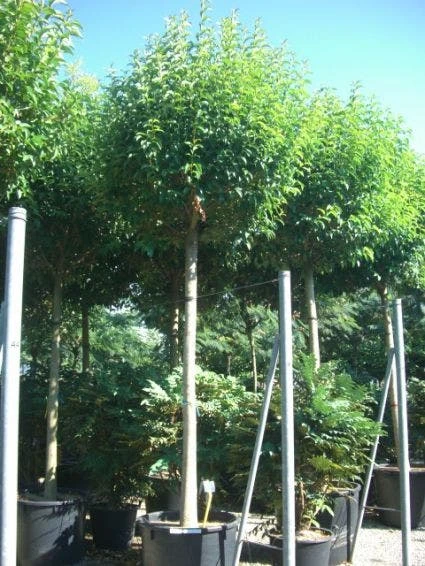 Liguster Als Boom (Ligustrum Japonicum) 3 Liguster Als Boom (Ligustrum Japonicum)