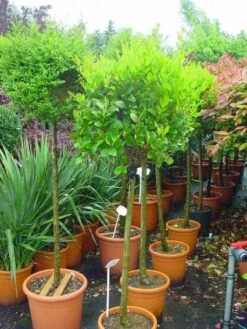 Liguster Op Stam (Ligustrum Japonicum 'Texanum') -Tuinplanten Winkel 20101216165907 2
