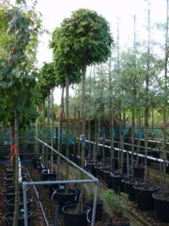 Amberboom (Liquidambar 'Gum Ball') -Tuinplanten Winkel 20101217121247 10