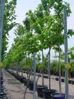 Amberboom (Liquidambar Styraciflua) 27 Amberboom (Liquidambar Styraciflua) -Tuinplanten Winkel 20101217122417 20