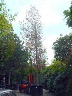 Amberboom (Liquidambar Styraciflua) 29 Amberboom (Liquidambar Styraciflua) -Tuinplanten Winkel 20101217122442 20