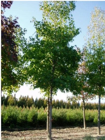 Amberboom (Liquidambar Styraciflua) 6 Amberboom (Liquidambar Styraciflua) - Afbeelding 4